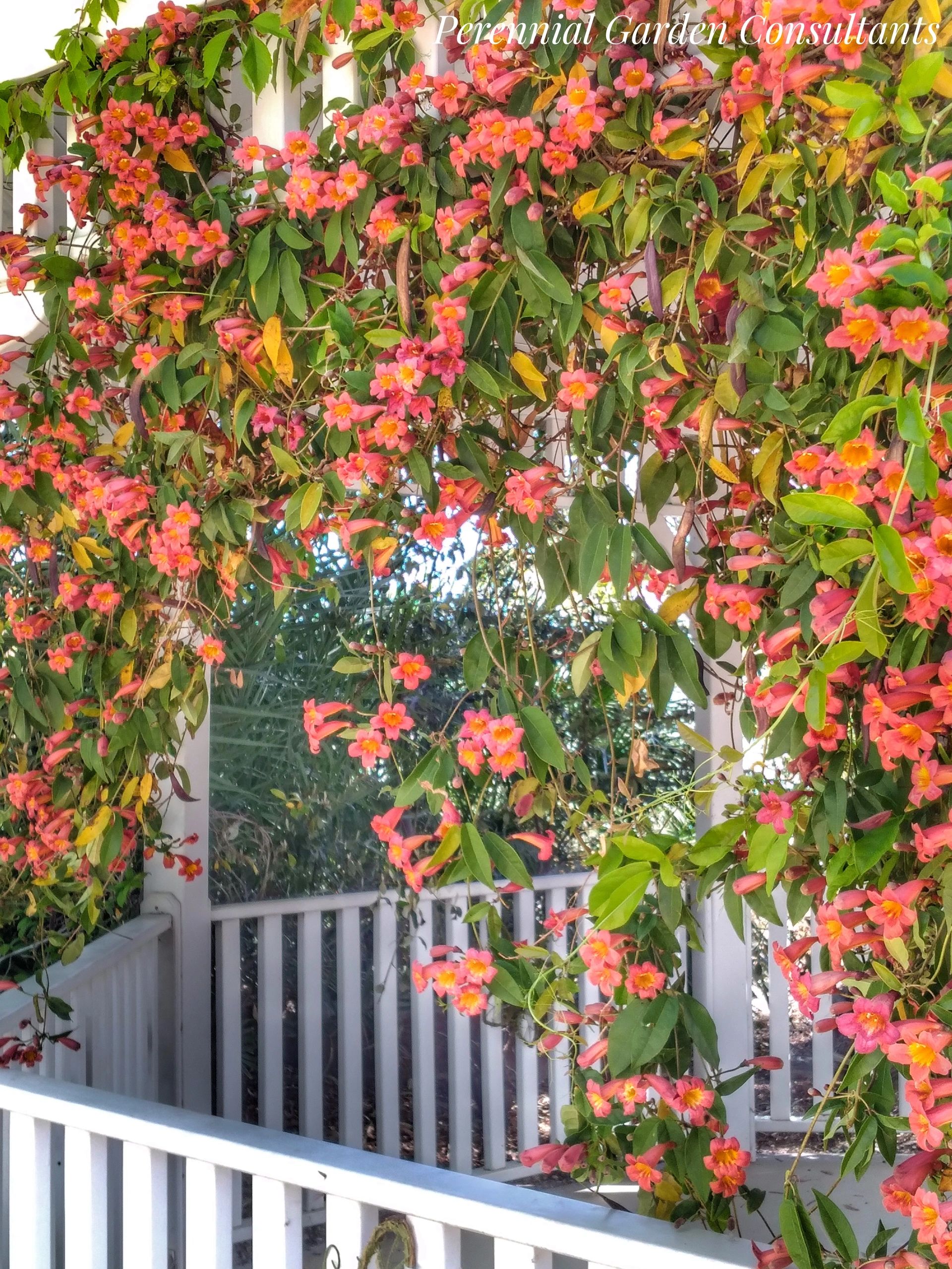 Screen, Soften, Frame: Vines and Climbers