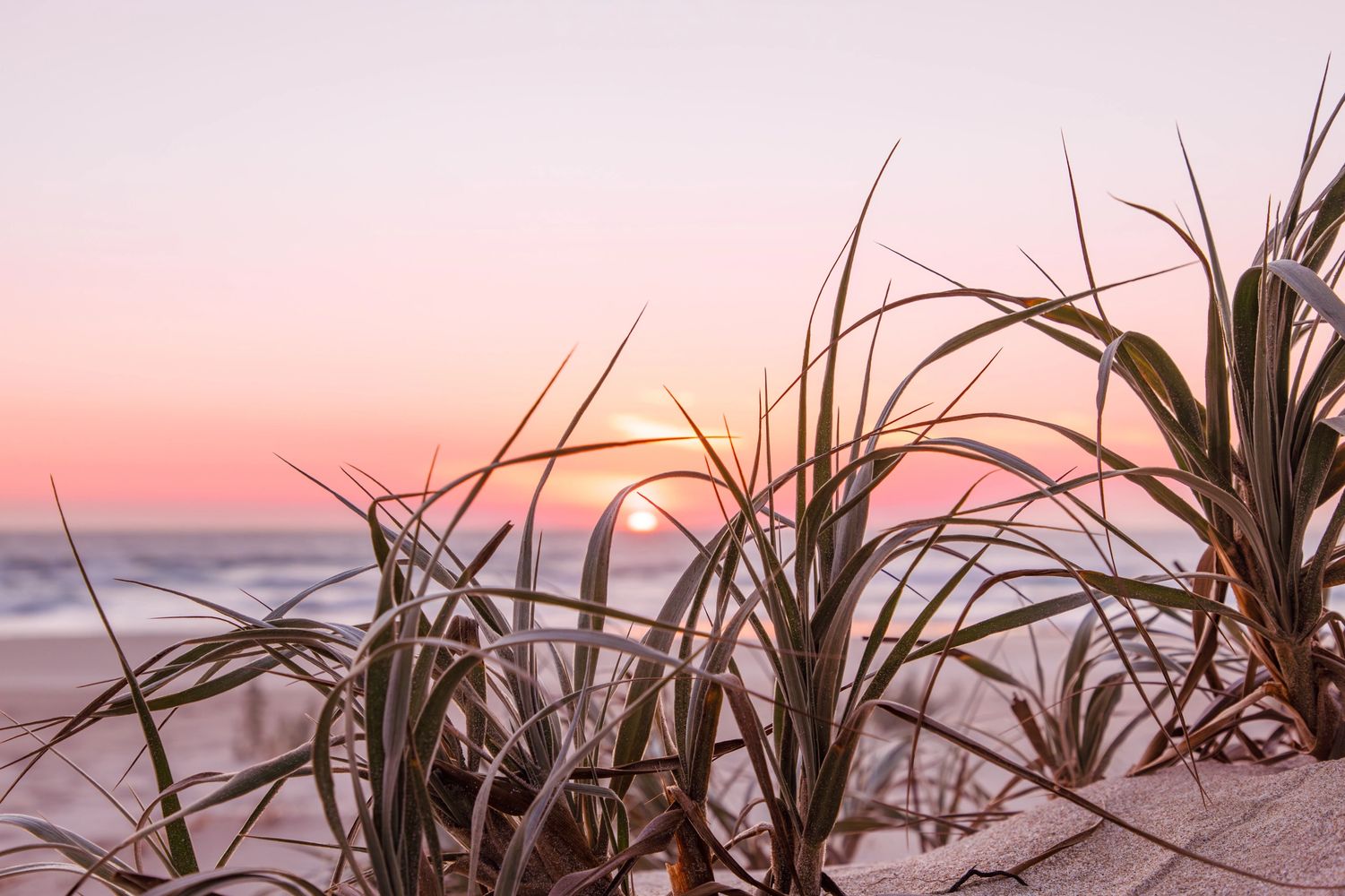 South Australia beach coastal grass soft sand and the pink sun set 