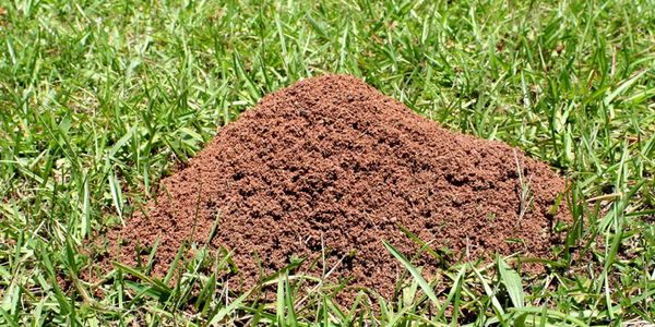 A mound of soil on green grass, likely an ant hill.