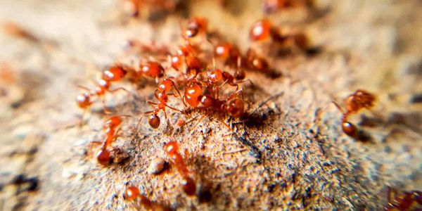 Close-up of red ants gathered on rough soil surface.