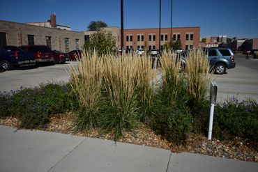 feather reed gras, parking lot landscaping