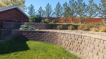 curved retaining wall, mugo pine, blue spruce