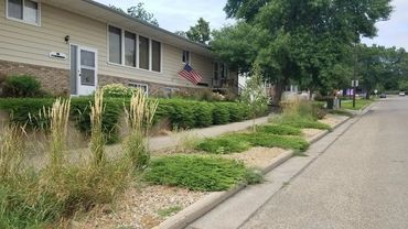 ornamntal pear tree, evergreen groundcover