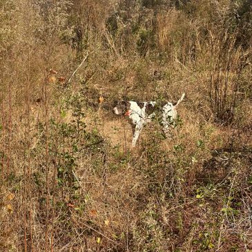 A dog camouflaged in dry grass.