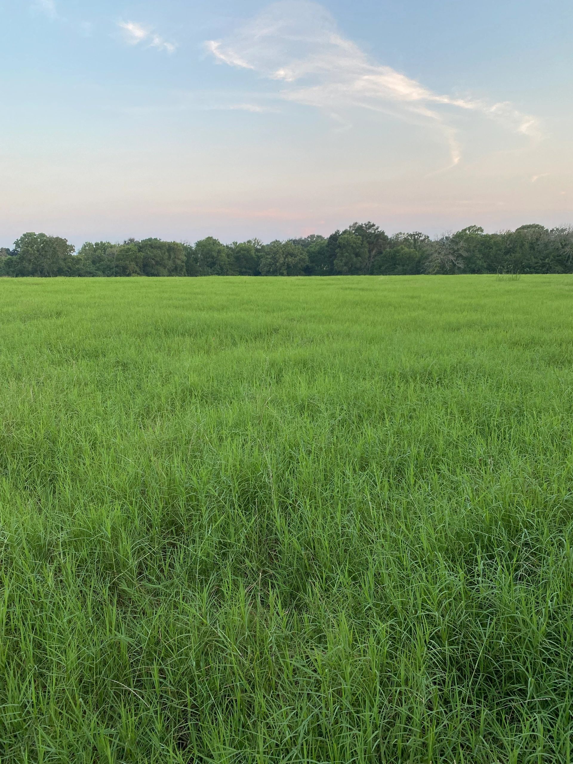 Lonesome S Ranch LLC Hay for Sale Houston County, Texas