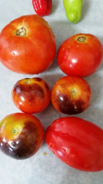 Heirloom, organic tomatoes. Cherry, paste, and slicer varieties from XM Gardens own garden space.