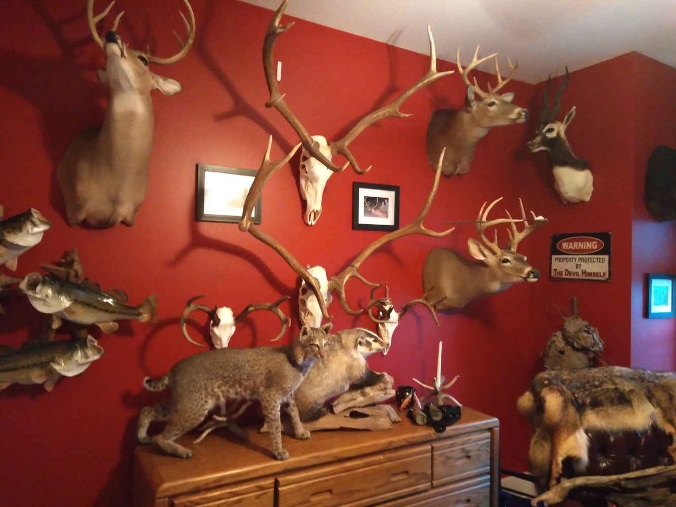 Hunter's Reward Trophy Room Decor Taxidermy Mount