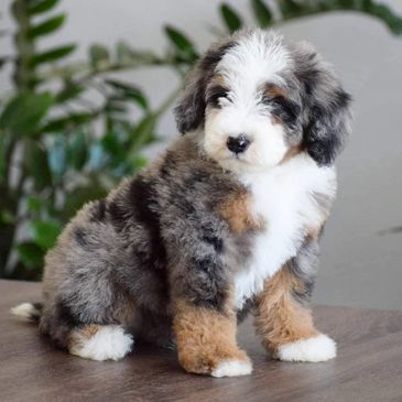 Blue merle discount aussiedoodle price