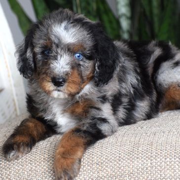 Misty's Toy Aussies