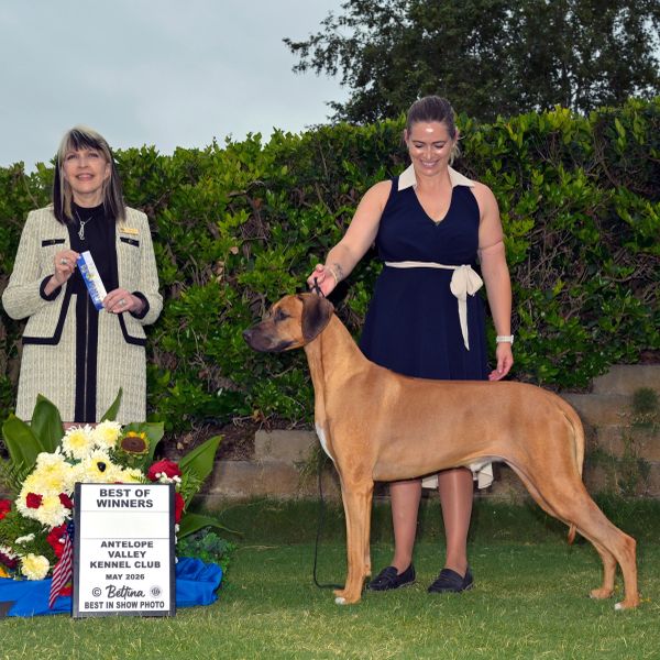 Dog wins Best of Winners at Antelope Valley Kennel Club.