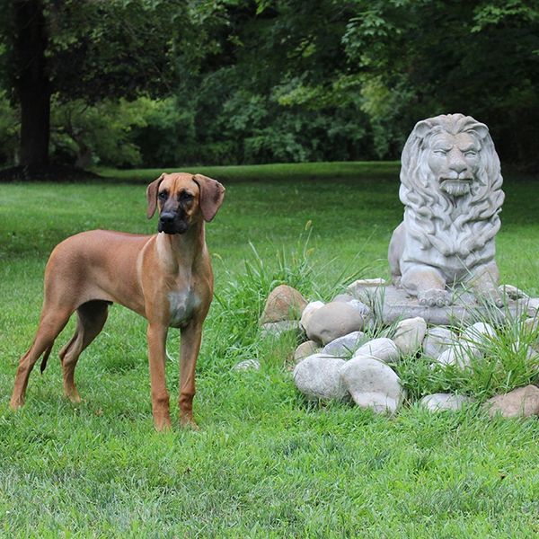 Dog standing beside a lion statue in a garden.