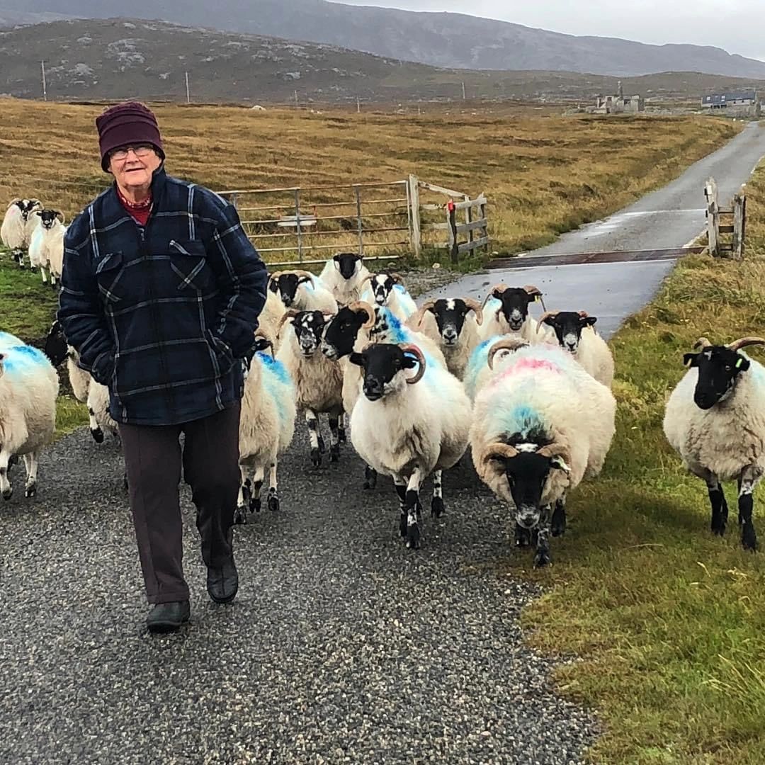my mother has spent her life consulting sheep!