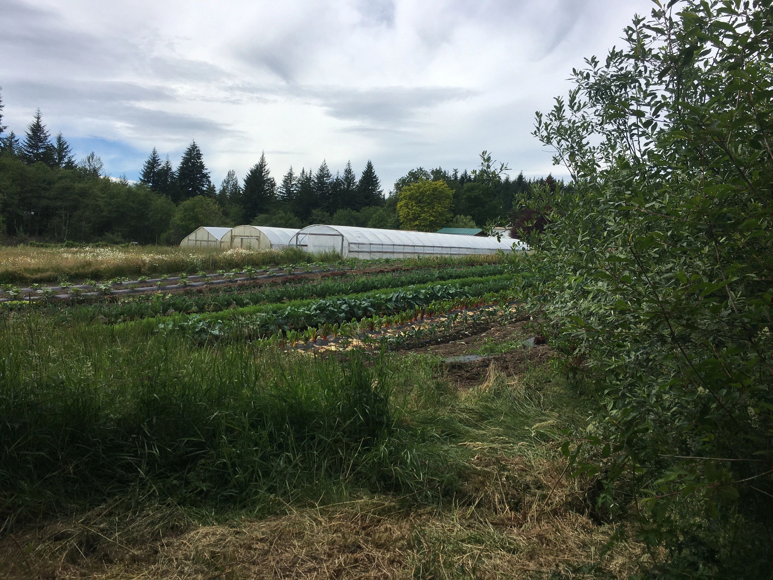 Vegetables, fruits and other local farm products Yacolt Mountain Farm