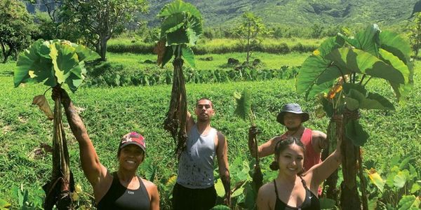 Four people holding large taro plants in a lush green field.