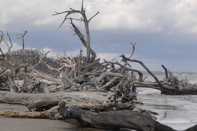 Driftwood Beach - Jeckyl Island