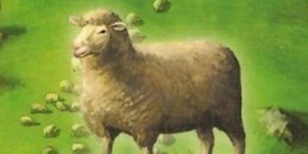 Sheep