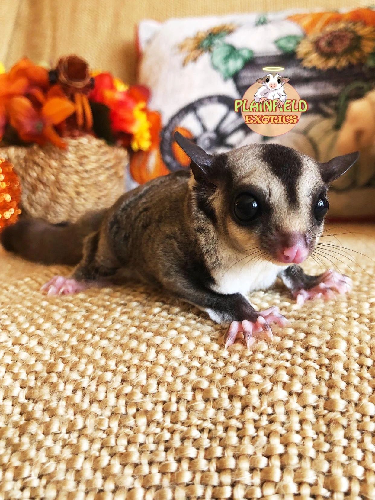 Plainfield Exotics, image size:1242x1655