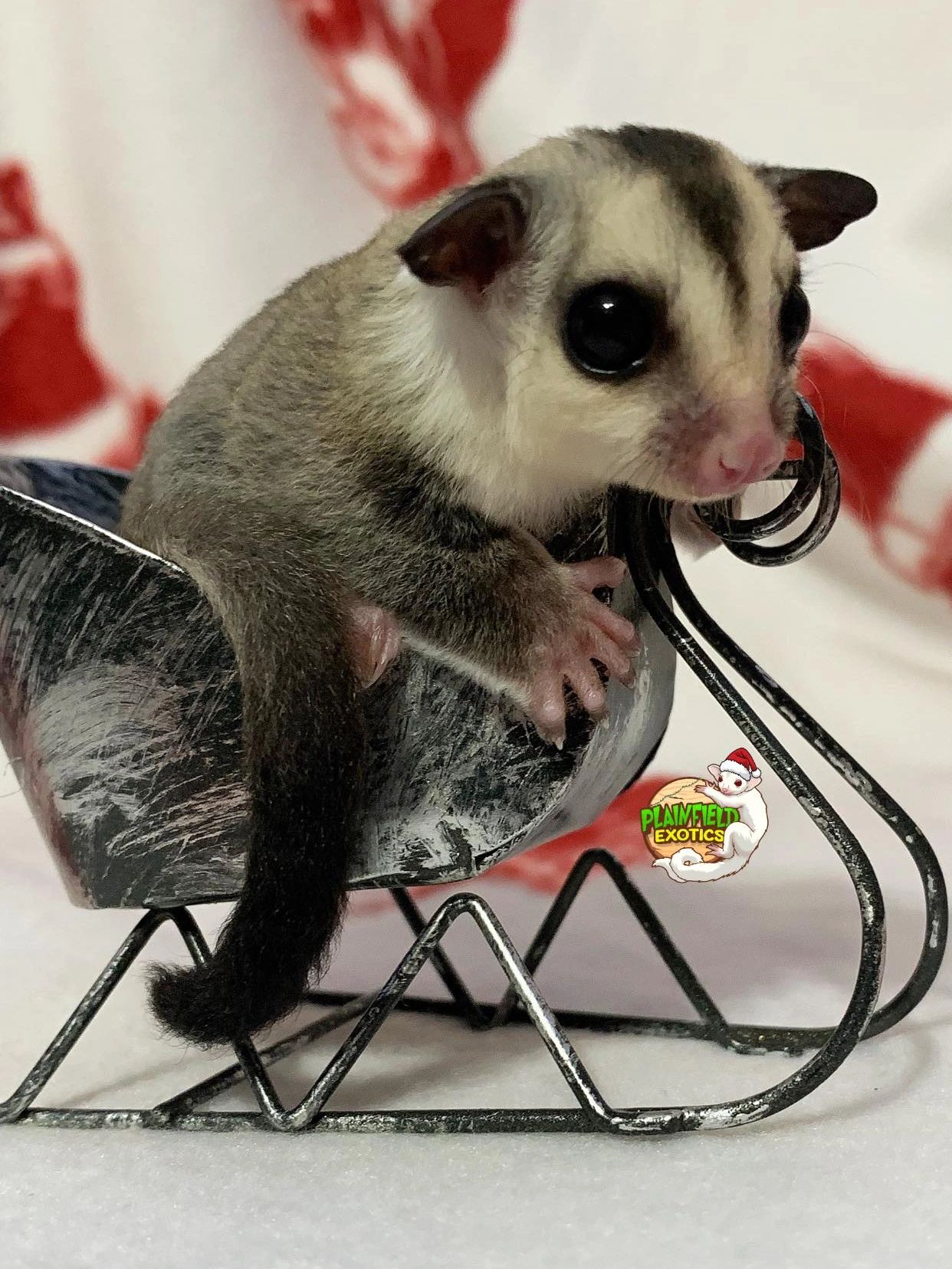 Plainfield Exotics, image size:1242x1655