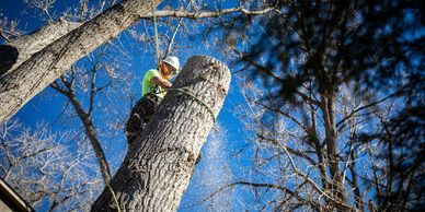 Blocking down a Cottonwood tree