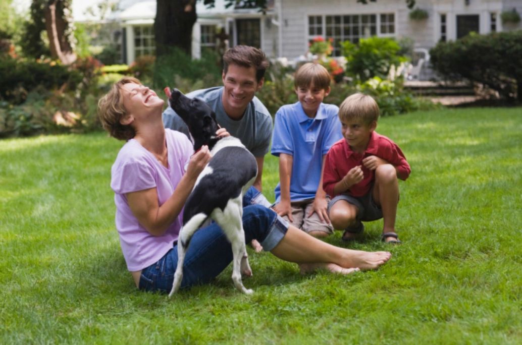 Pooper Scooper Service