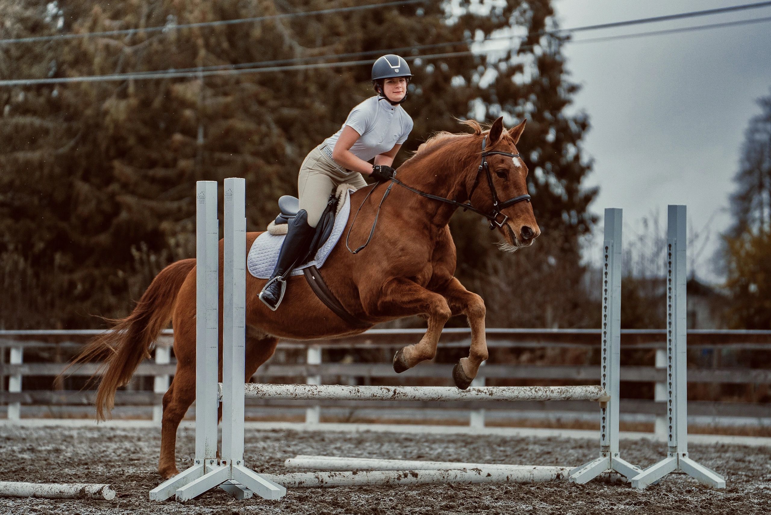How to teach your horse to jump 5 tips