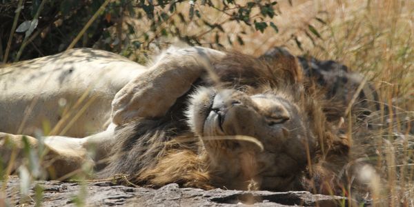 Lone black maned lion enjoying the sunshine on a rock in the african bush