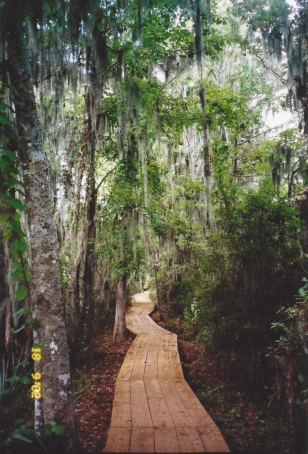 Wooden pathway through a forest with Spanish moss
