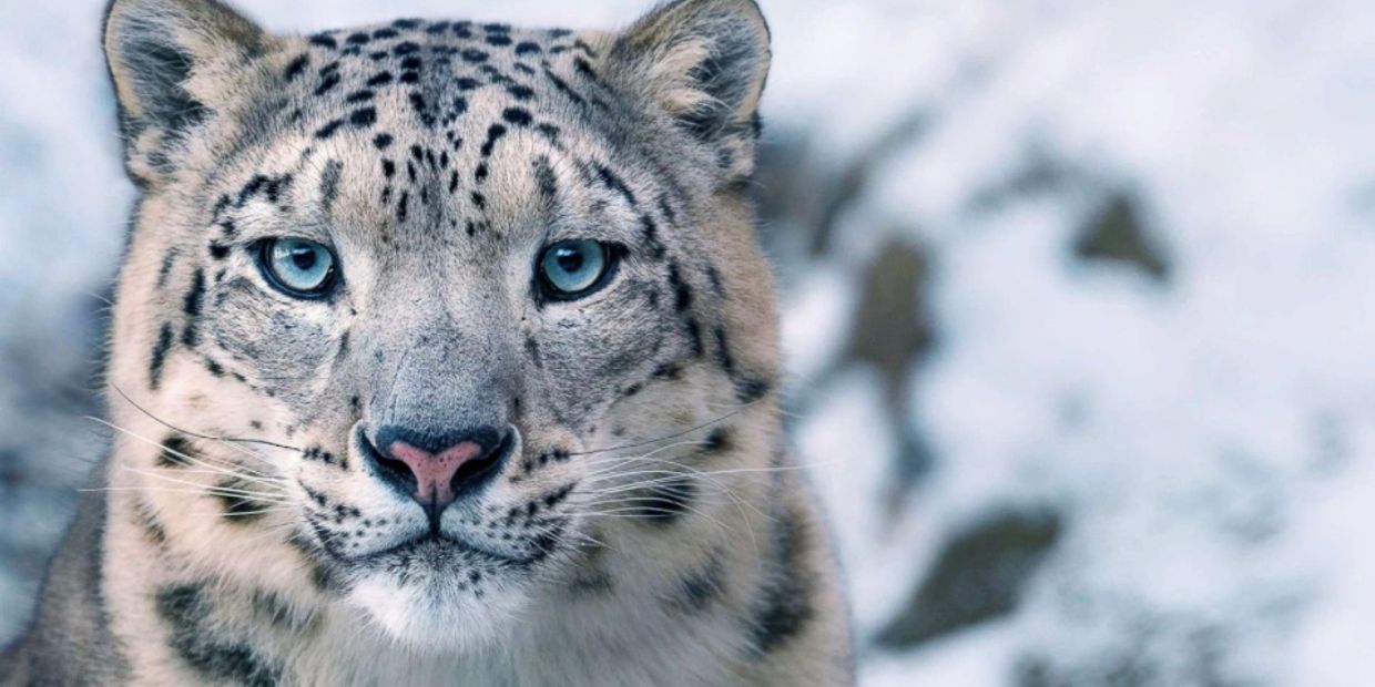 Close-up of a snow leopard with piercing blue eyes in a snowy environment.