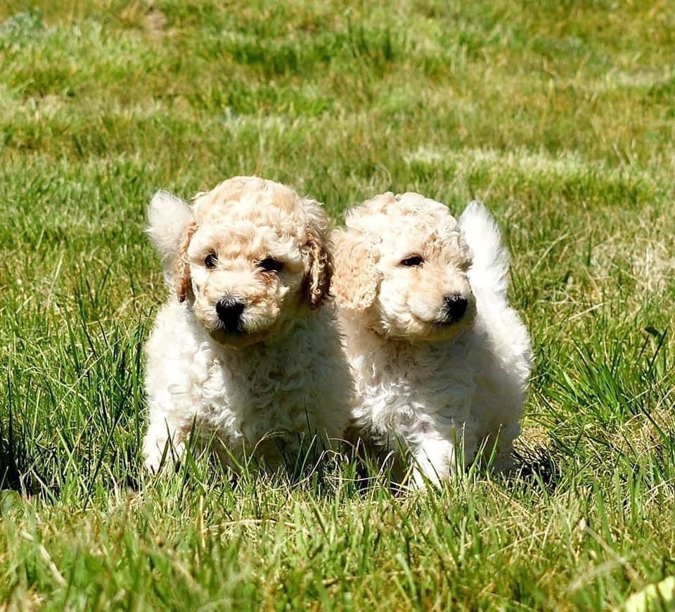 Mom is a 50lb goldendoodle, Dad's a 9lb poodle. What size say ye? : r/ Goldendoodles