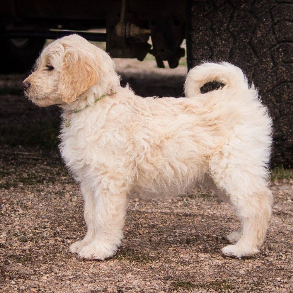 Akc deals goldendoodle breeders