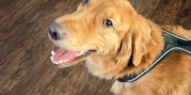 Golden retriever dog smiling indoors.