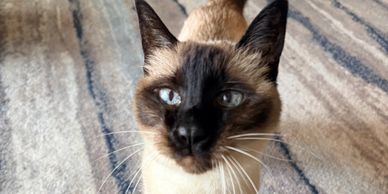Close-up of a Siamese cat with blue eyes.