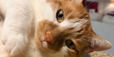 Close-up of a relaxed orange and white cat.