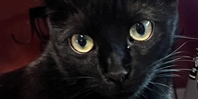 Close-up of a black cat's face with striking yellow eyes.