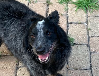 Sugar, a blue heeler Aussie loves the paws n tails pet services care, and multiple visits!