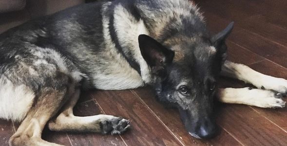 Gus, the German shepherd taking a much needed break.