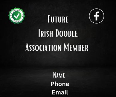 Future Association Member Here.
This member currently has one litter of F1  Irish Doodles available.