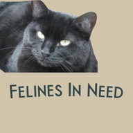 Felines in Need