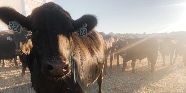 Black angus cattle