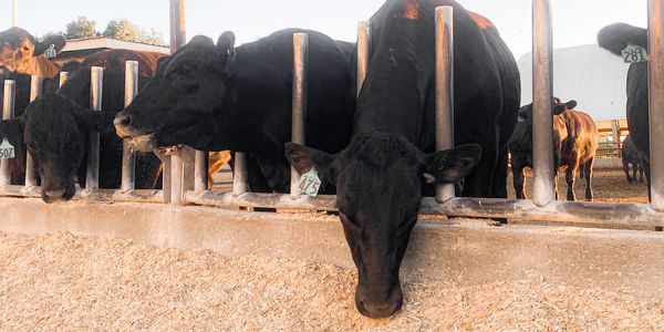 Free fed roughage and grain