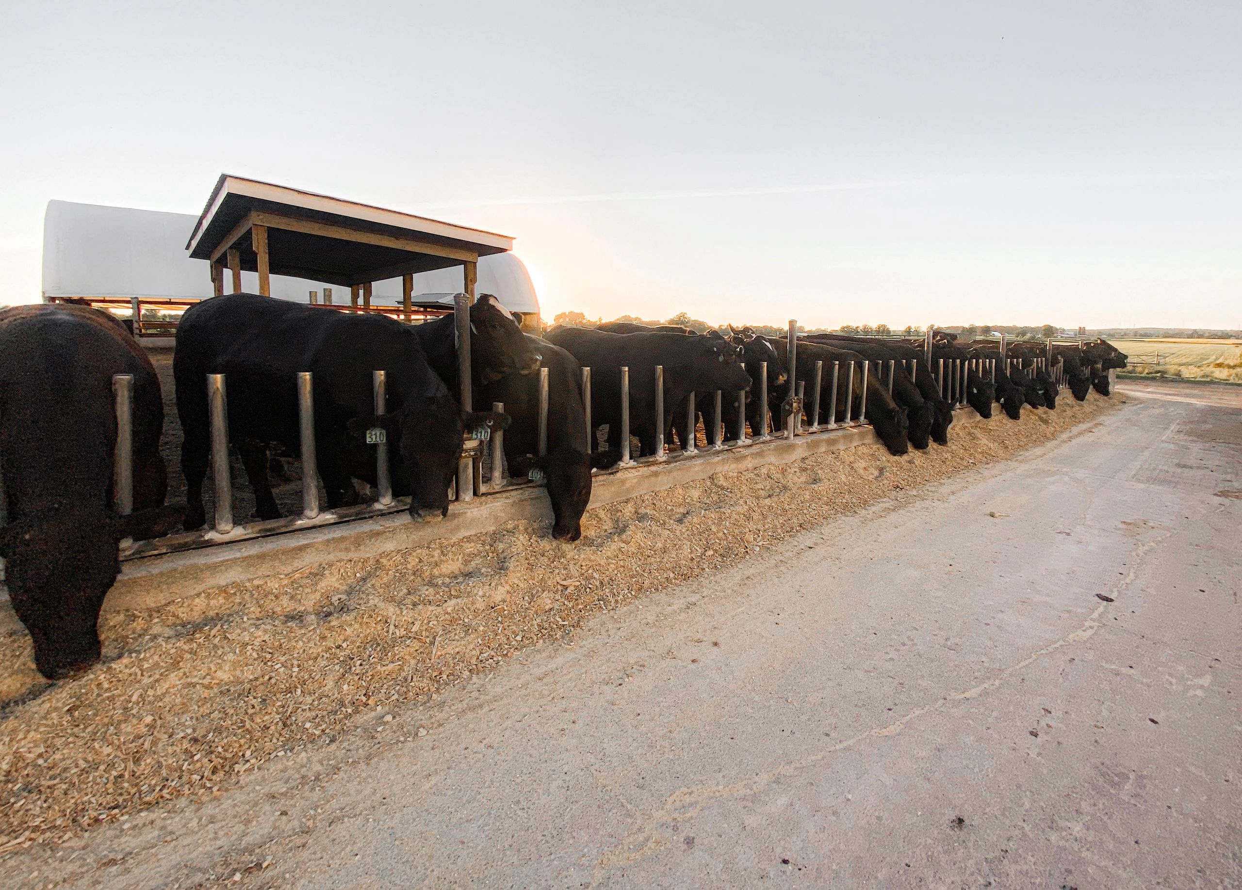 Mapleview Cattle Farm Beef for Sale, AllNatural Beef