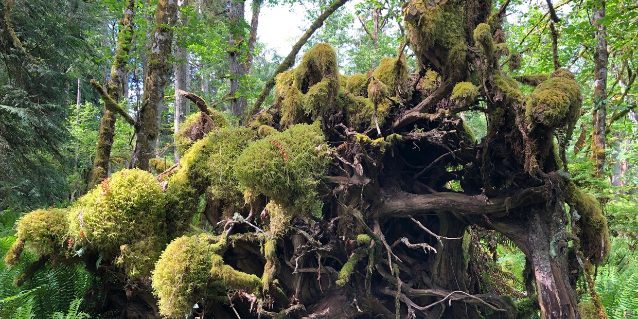 Jarrod's Grove hiking trail on Salt Spring Island, BC.