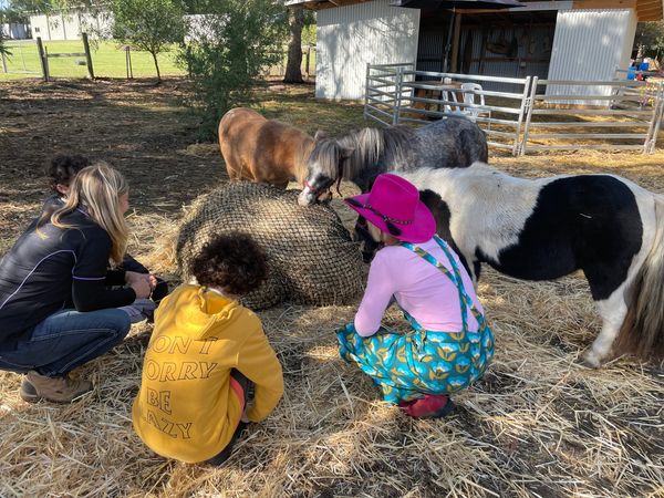 Autism Camp Australia Equine Assisted Therapy and Learning in Geelong and Ballarine, Victoria. 