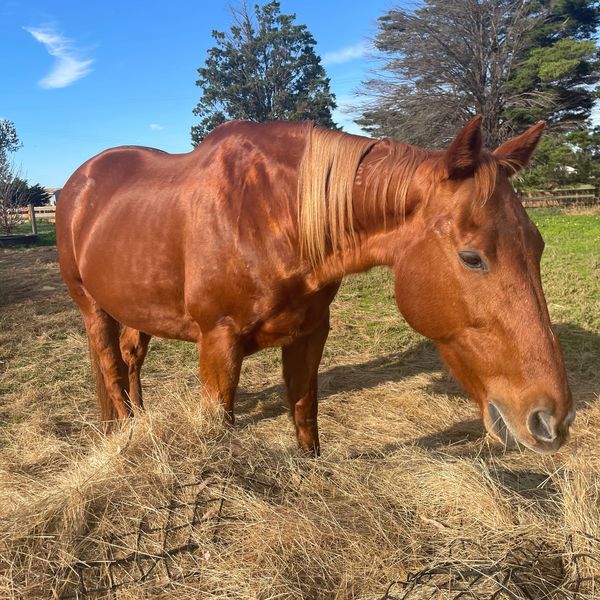 Equine Assisted Therapy horse, Little River, Lara, Werribee, Geelong, Melbourne, Victoria.