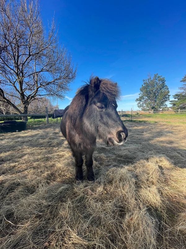 Therapy pony supporting NDIS participants in Equine Assisted Learning and Therapy.