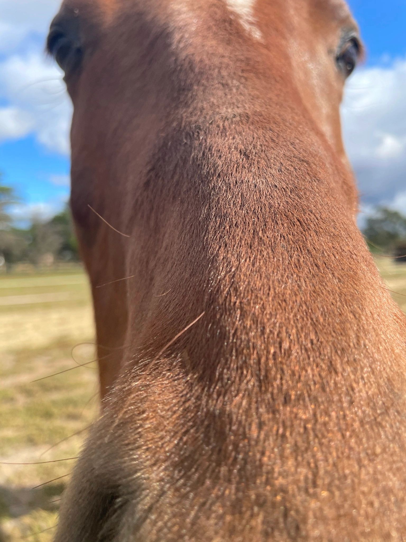 Close-up of a horse's nose.
