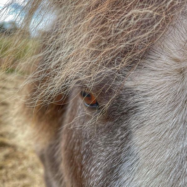 Therapy pony eye. Little River, Victoria.