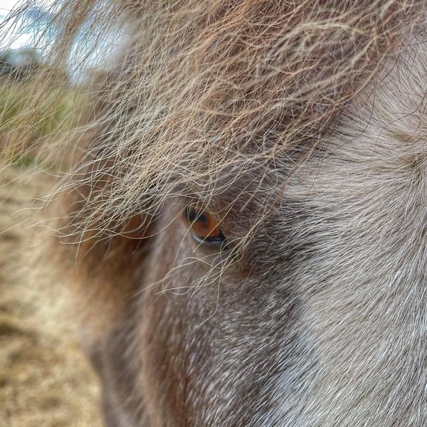 Therapy pony in Little River, Victoria. Near Werribee, Geelong and Lara.