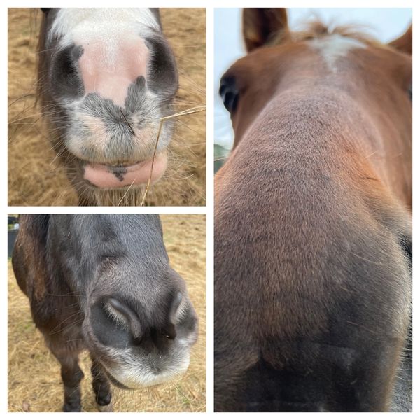 Therapy horses and ponies supporting mental health. Little River, Lara, Geelong, Melbourne. 