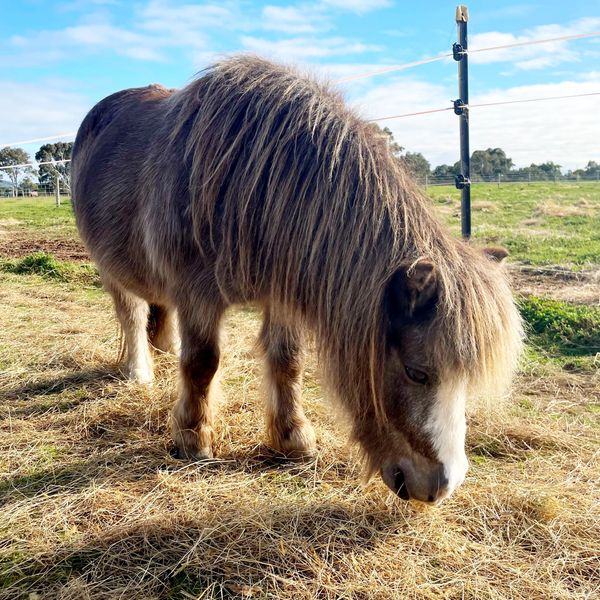 Equine Assisted Therapy and Learning pony. Little River, near Lara, Geelong, Melbourne, Victoria.